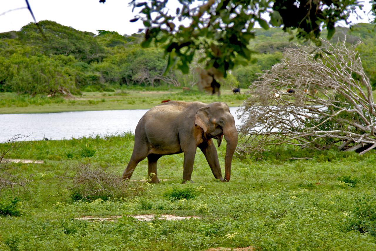 Hotel The Yala Adventure à Tissamaharama Extérieur photo